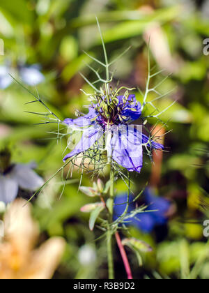 Blau Nigella Damascena Flower, auch als "love-in-a-Mist', in sonnigen Sommertag bekannt. Die Blüte ist erkennbar durch seine einzigartige Nebel der luftigen Hüllblätter. Stockfoto