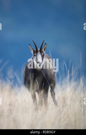 Gemse (Rupicapra rupicapra), Vogesen, Frankreich Stockfoto