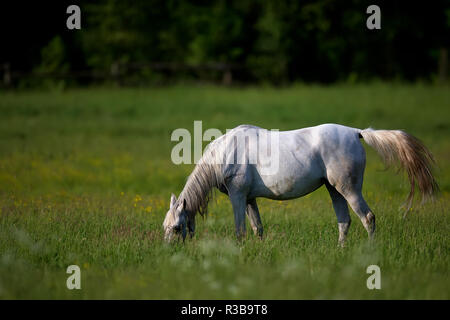 Pferd in einem Clearing Stockfoto