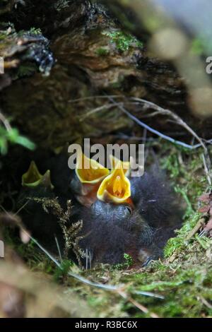 Europäische Robin (Erithacus Rubecula) Junge im Nest, Baden-Württemberg, Deutschland | Verwendung weltweit Stockfoto