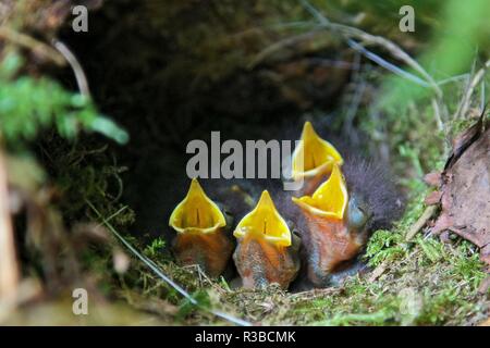 Europäische Robin (Erithacus Rubecula) Junge im Nest, Baden-Württemberg, Deutschland | Verwendung weltweit Stockfoto