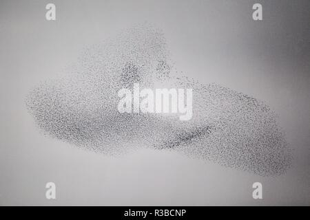 Europäische Star (Sturnus vulgaris) murmuration von riesigen fliegenden Herde, Deutschland | Verwendung weltweit Stockfoto