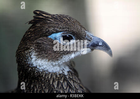 Himalayan monal Stockfoto