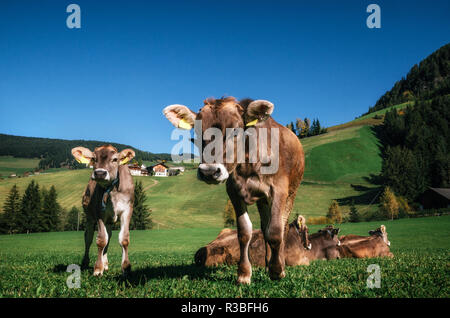 Braune Kühe in einer alpinen Wiese in der Nähe der Kamera in Italien Stockfoto