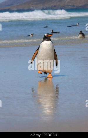 Gentoo Pinguin. West Point Island. Falkland Inseln. Stockfoto