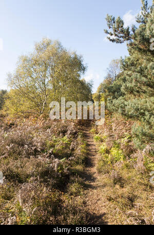 Fußweg durch Suffolk Sandlings Heide Vegetation, Sutton, Suffolk, England, Großbritannien Stockfoto