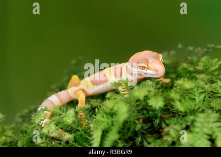 Juvenile Leopard Gecko, Eublepharis macularius, beheimatet in Hochland Asiens und Afghanistan. Stockfoto