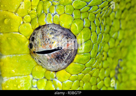 Green Tree python Augapfel, Morelia viridis Stockfoto