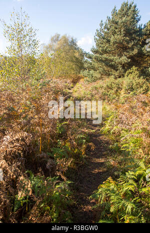 Fußweg durch Suffolk Sandlings Heide Vegetation, Sutton, Suffolk, England, Großbritannien Stockfoto