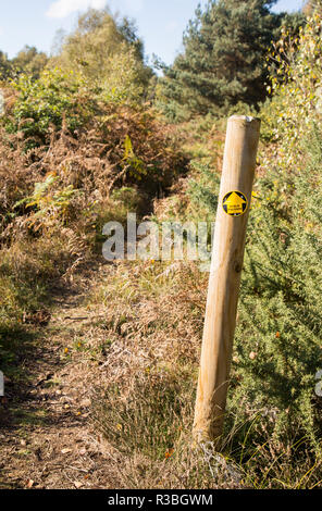 Öffentlichen Fußweg durch Suffolk Sandlings Heide, Sutton, Suffolk, England, Großbritannien Stockfoto