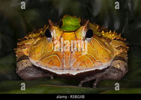 Südamerikanische horned Frog oder Pacman Frog, Ceratophrys Stockfoto