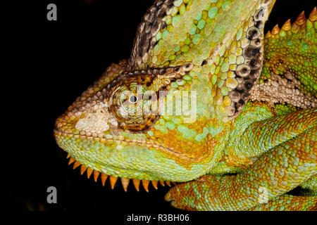 Veiled Chameleon, Chamaeleo calyptratus, native auf der Arabischen Halbinsel und Saudi Arabien Stockfoto