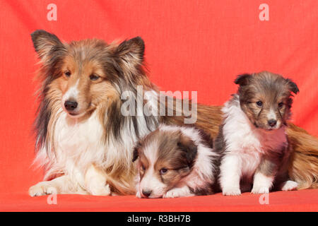 Shetland Sheepdog Mutter und Welpen (PR) Stockfoto