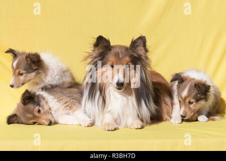 Shetland Sheepdog Mutter und Welpen (PR) Stockfoto