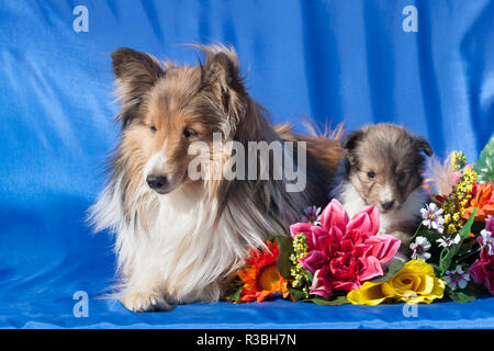 Shetland Sheepdog Mutter und Welpen (PR) Stockfoto