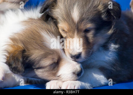 Shetland Sheepdog Welpen (PR) Stockfoto