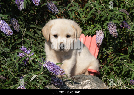 Gelben Labrador Retriever Welpen sitzen im Stuhl um Wildblumen (PR) Stockfoto