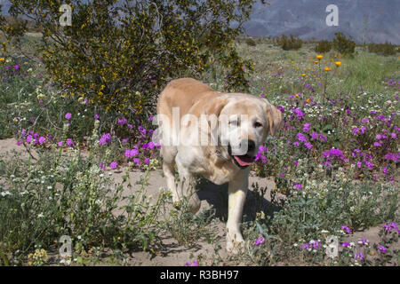 Gelben Labrador Retriever stehend in einem Feld von Desert wildflowers (PR) Stockfoto