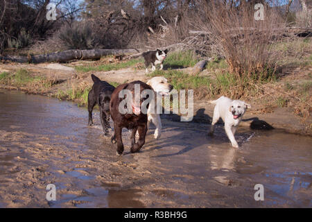 Gruppe von Labrador Retrievers läuft durch einen Bach (PR) Stockfoto