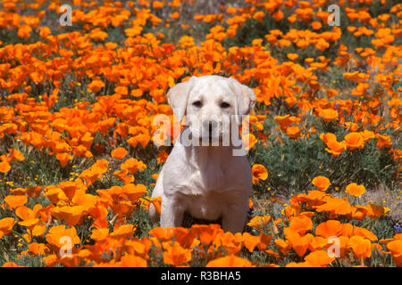 Gelben Labrador Retriever Welpen in einem Feld mit Mohnblumen (PR) Stockfoto