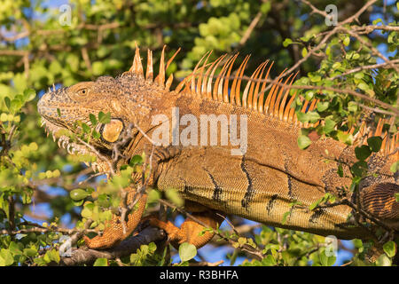 Männliche Grüner Leguan (Iguana iguana) Zucht im Gefieder, Crooked Tree Wildlife Sanctuary, Belize. Stockfoto