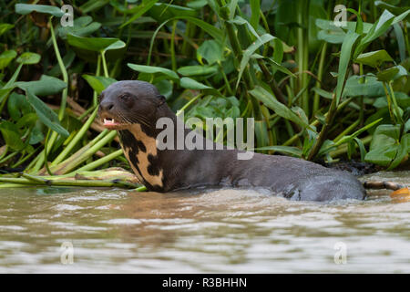 Giant river Otter (Pteronura brasiliensis), Pantanal, Mato Grosso, Brasilien. Stockfoto