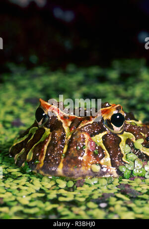 Cranwell der gehörnten Frosch (Ceratophrys cranwelli), Brasilien Regenwald Stockfoto