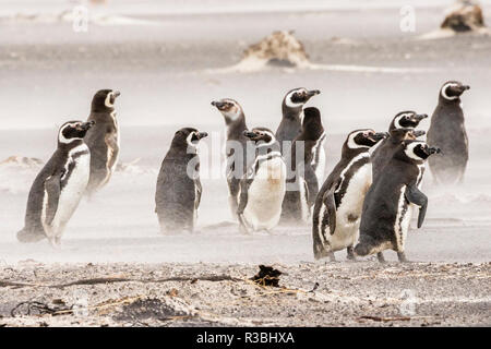 Falklandinseln, Sea Lion Island. Magellan-pinguine am Strand in Sandsturm. Stockfoto