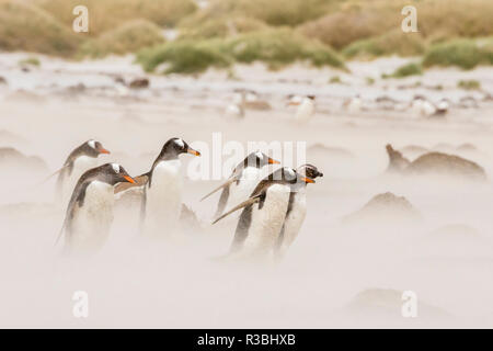 Falklandinseln, Sea Lion Island. Gentoo Pinguinen am Strand in Sandsturm. Stockfoto