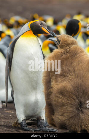 Falklandinseln, East Falkland. Königspinguin nach Fütterung jugendlich. Stockfoto