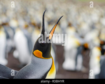 Königspinguin (Aptenodytes patagonicus) auf den Falkland-inseln im Südatlantik. Stockfoto