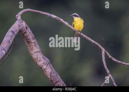 Soziale schopftyrann (Myiozetetes Imilis) von Los Amigos biologische Station im Peruanischen Amazonas. Stockfoto