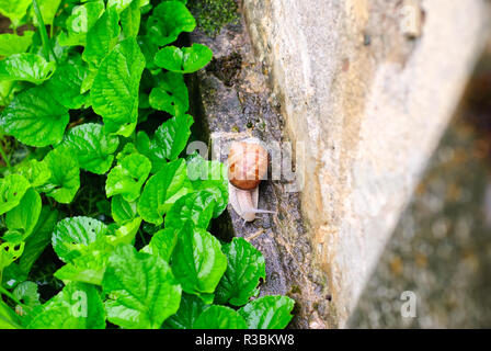 Helix pomatia Schnecke kriecht im Garten nach regen Stockfoto