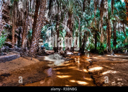 Palm Grove an der Oase Terjit in Mauretanien Stockfoto