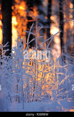 Winter Forest in der Abenddämmerung. Im letzten Licht der untergehenden Sonne zwischen Baumstämmen im Hintergrund. Selektiver Fokus und flache Tiefenschärfe. Stockfoto