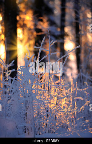 Winter Forest. Sonnenlicht spähen durch Bäume. Stockfoto