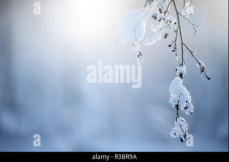 Frost und Schnee bedeckt Erle Niederlassungen Stockfoto