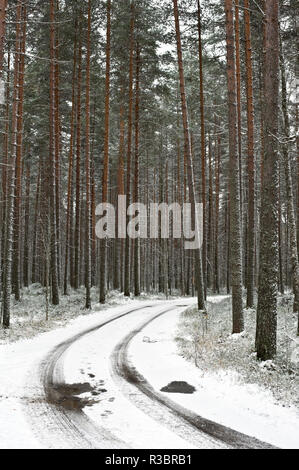 Schmutz Weg durch einen Pinienwald im frühen Winter. Stockfoto