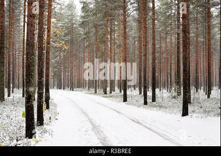 Waldweg Wicklung seinen Weg durch einen Wald. Frischer Schnee, Landschaft. Stockfoto