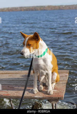 Portrait von mutig und neugierig Basenji Hund sitzen und entspannen auf die Fischer Holztisch im Herbst am Fluss Dnjepr, Ukraine Stockfoto