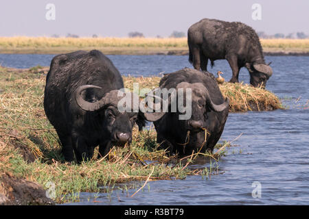 Kaffernbüffel (Syncerus Caffer) ernähren sich von den Gräsern Kanal entlang des Chobe Fluss in Botswana, Afrika. Stockfoto