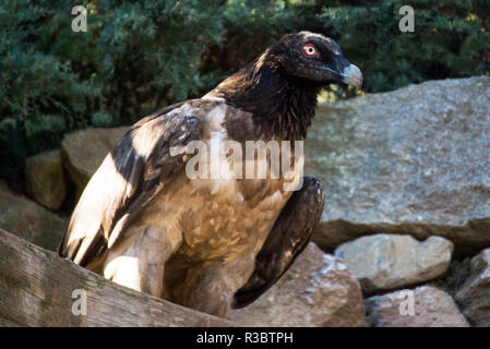 Oder Lämmergeier Bartgeier (Gypaetus Barbatus). Dies ist eine verletzte unreifen Vogel in Gefangenschaft sein Leben zu retten. Stockfoto