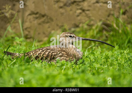 Die Brachvögel (Numenius arquata) ist unverwechselbar mit ist sehr lange gebogene Rechnung. Im Winter sein ein Vogel auf die Küste und Watt. Stockfoto