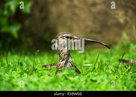 Die Brachvögel (Numenius arquata) ist unverwechselbar mit ist sehr lange gebogene Rechnung. Im Winter sein ein Vogel auf die Küste und Watt. Stockfoto