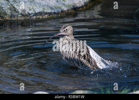 Die Brachvögel (Numenius arquata) ist unverwechselbar mit ist sehr lange gebogene Rechnung. Im Winter sein ein Vogel auf die Küste und Watt. Stockfoto