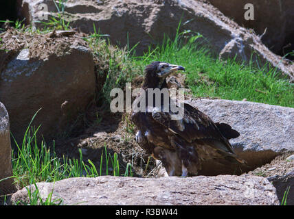 Eine unreife Schmutzgeier (Neophron percnopterus) wahrscheinlich in das zweite Jahr. Stockfoto