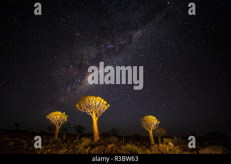 Afrika, Namibia, Keetmanshoop. Milchstraße über den Köcherbaumwald Stockfoto