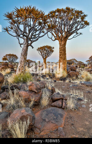 Afrika, Namibia, Keetmanshoop. Köcherbaumwald bei der Köcherbaumwald Rest Camp Stockfoto