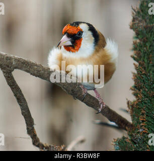 Der Stieglitz (Carduelis carduelis) ist eines der schönsten aller der ansässigen Vögel in Großbritannien. Stockfoto