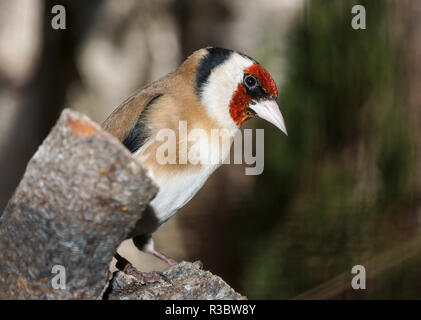 Der Stieglitz (Carduelis carduelis) ist eines der schönsten aller der ansässigen Vögel in Großbritannien. Stockfoto